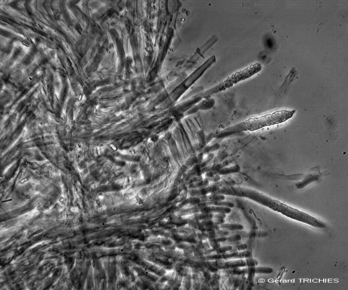 Ceppo - Crosta da determinare foto 1683 (Phlebia nothofagi)